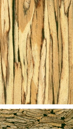 Holzmuster: Furnierstreifenholz